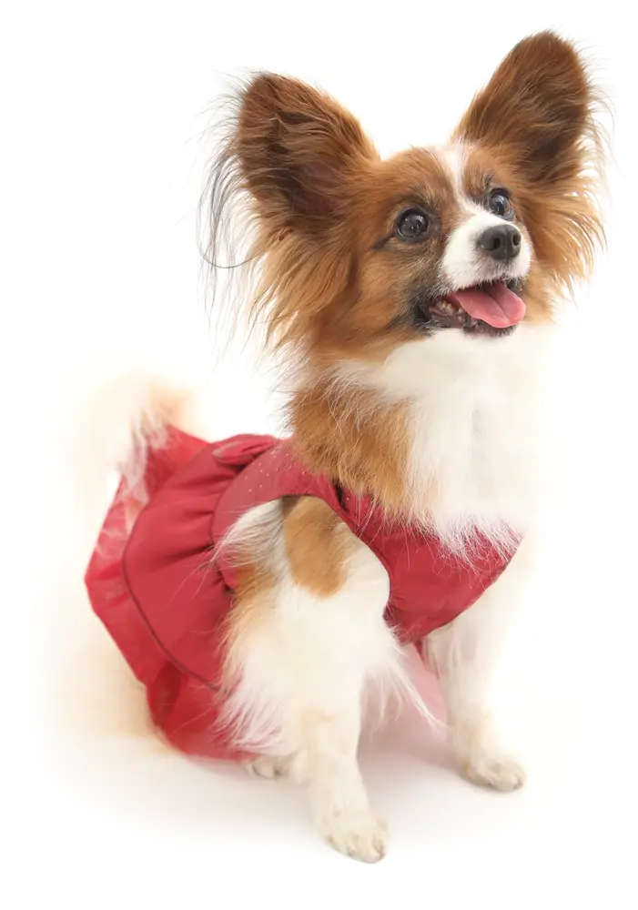 モデル犬がロゴを見つめる画像
